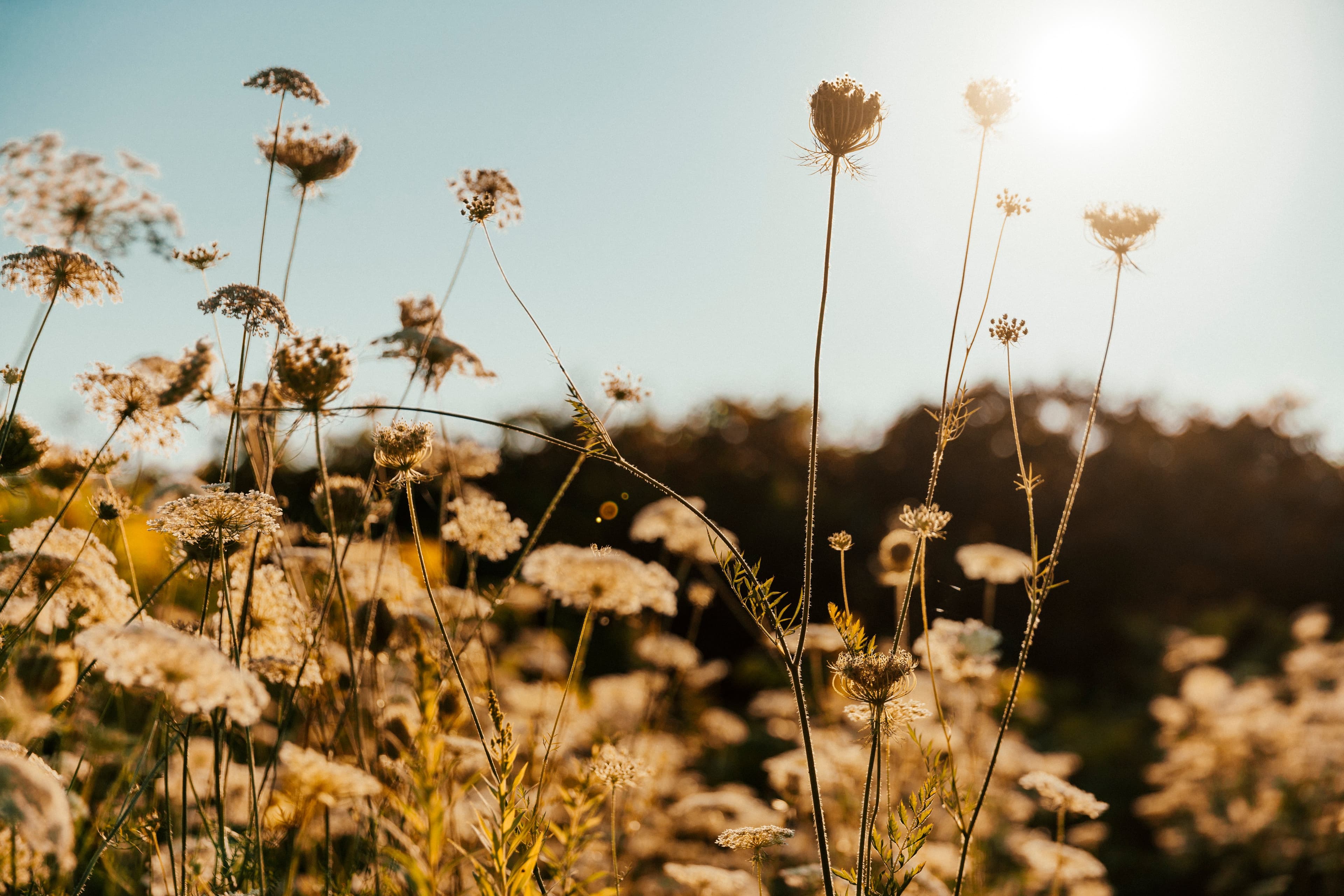 Wildflower stems backlit by golden evening sun